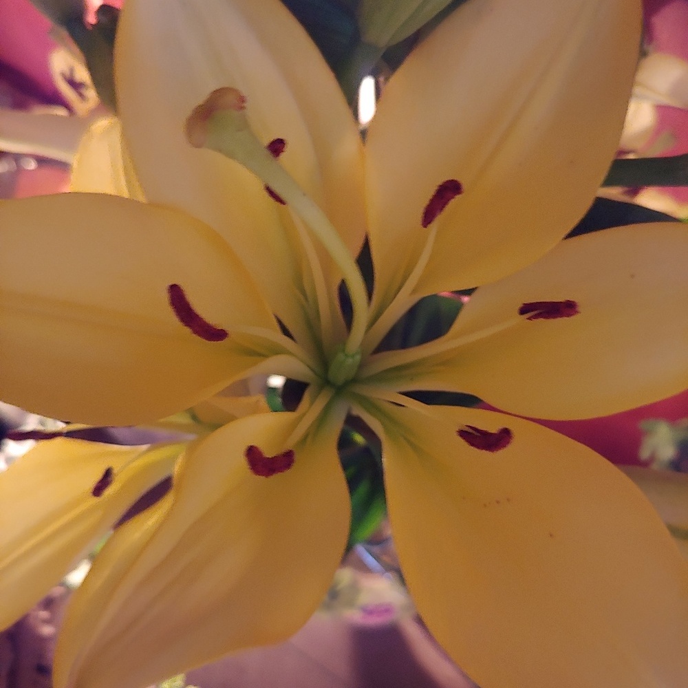 Meet your Posher, Victoria a